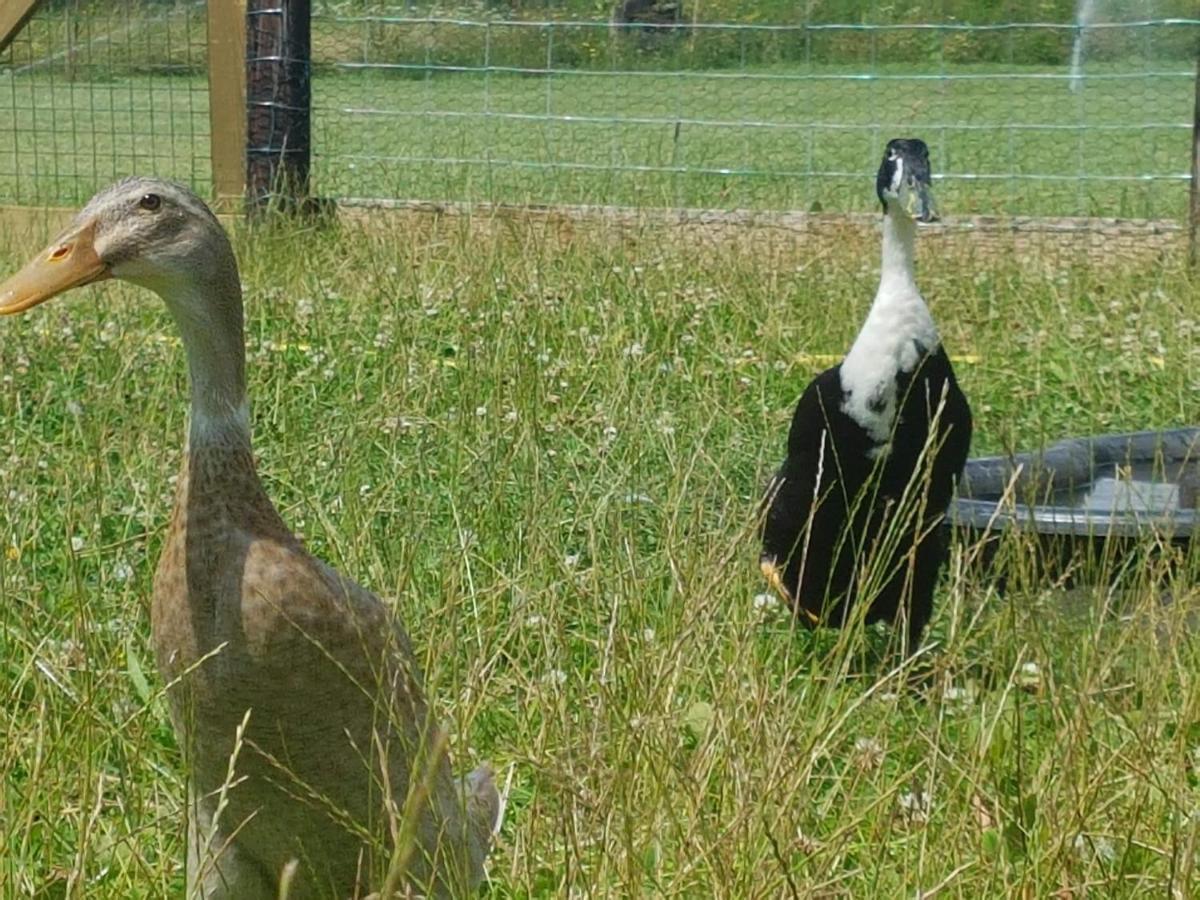 'T Nieuwe Nest Villa Kaatsheuvel Dış mekan fotoğraf